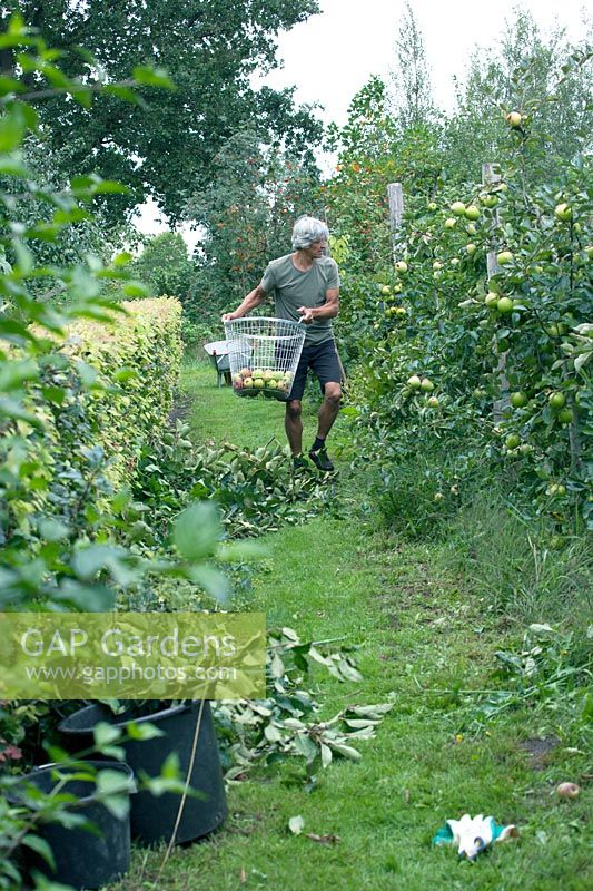 Paul Samuels harvesting apples, Netherlands