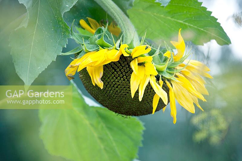 Helianthus - Sunflower.