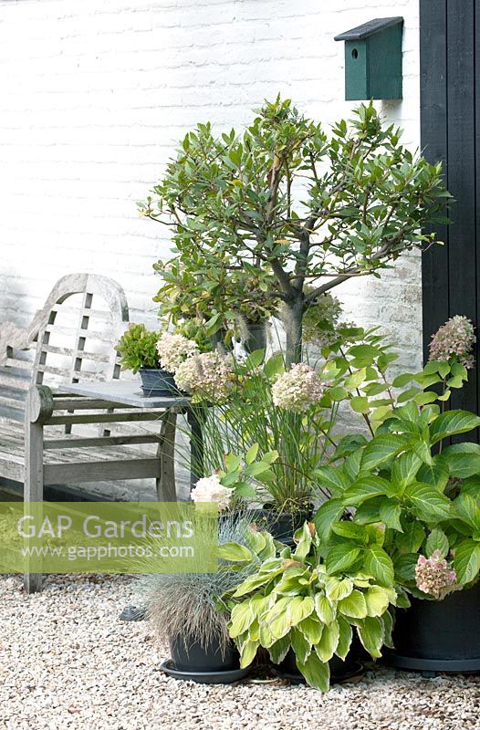 Group of potted plants, including Olea - Olive tree - and Hydrangea. 