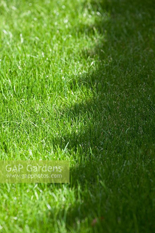 Close up of lawn. 
