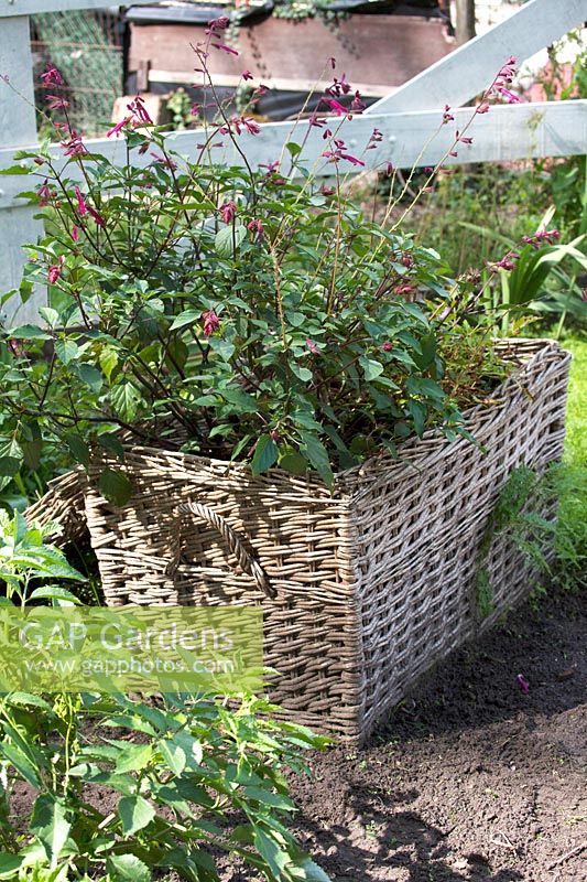 Large basket filled with Salvias 