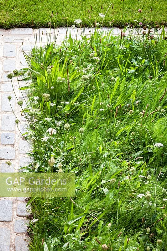 Detail of edge of a border planted with wild flower turf. Garden Design by Peter Reader Landscapes.
