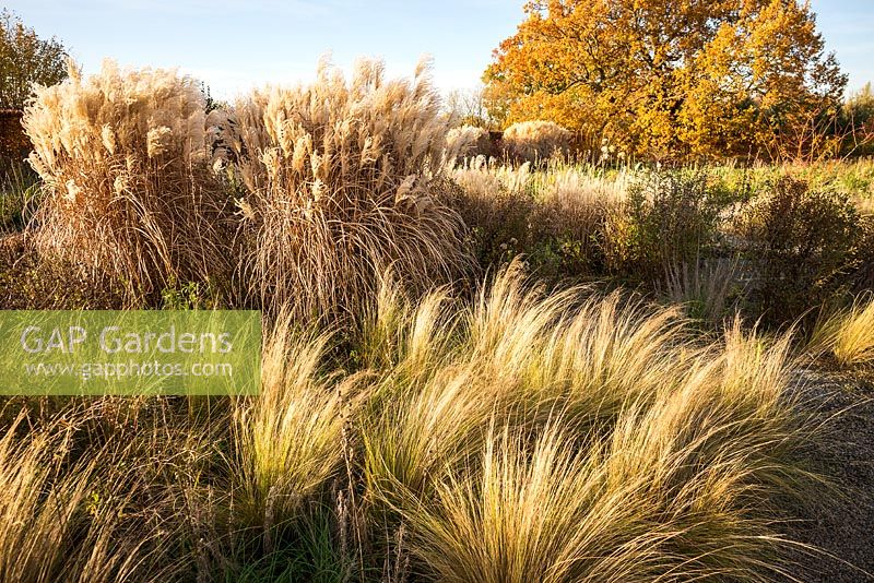 Miscanthus sinensis 'Malepartus'  and Stipa tenuissima at the Bicentenary Glasshouse Garden, RHS Garden Wisley, designed by Tom Stuart Smith. 