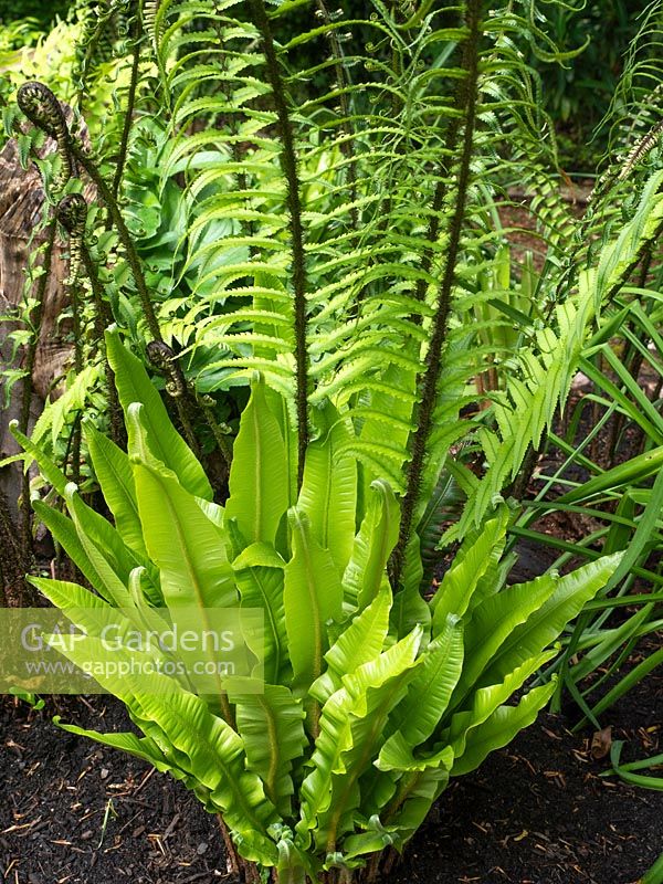Bright young foliage of ferns growing in damp shade