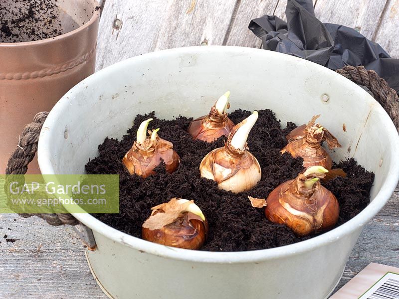 Planting Narcissus 'Paperwhite' bulbs for Christmas