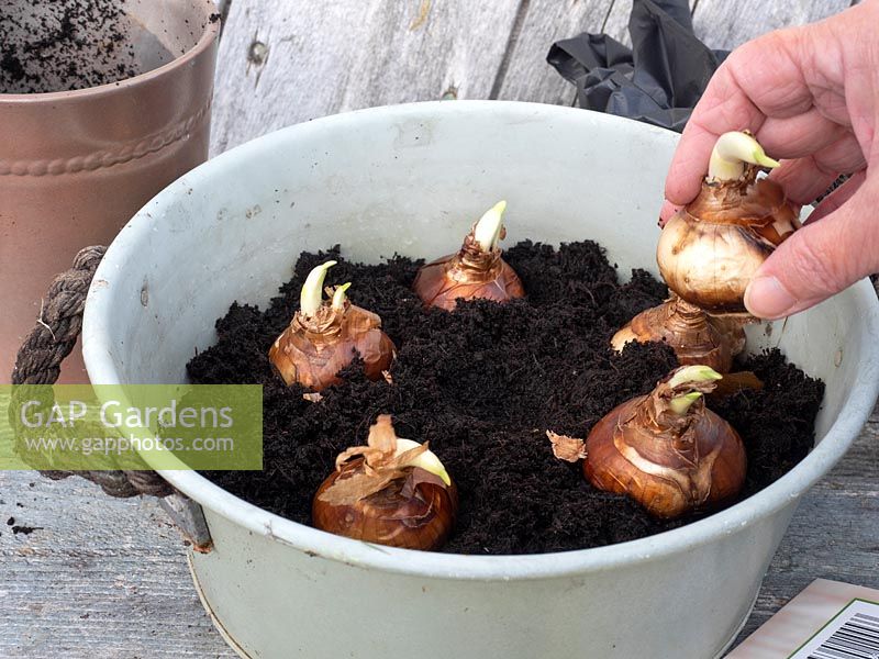 Planting Narcissus 'Paperwhite' bulbs for Christmas
