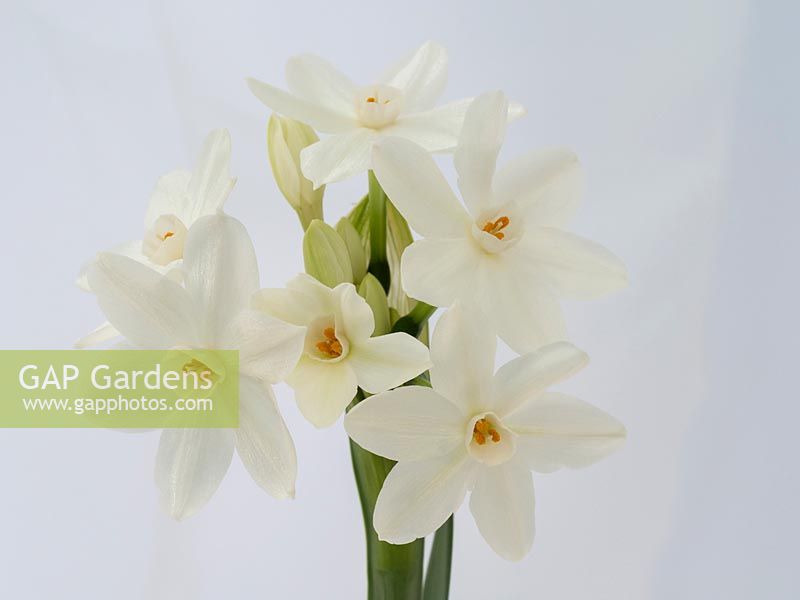 Narcissus 'Paperwhite' bulbs flowering for Christmas