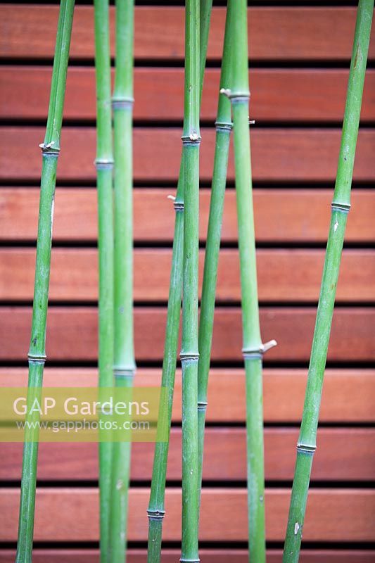 Phyllostachys bissetii, Bisset's Bamboo canes