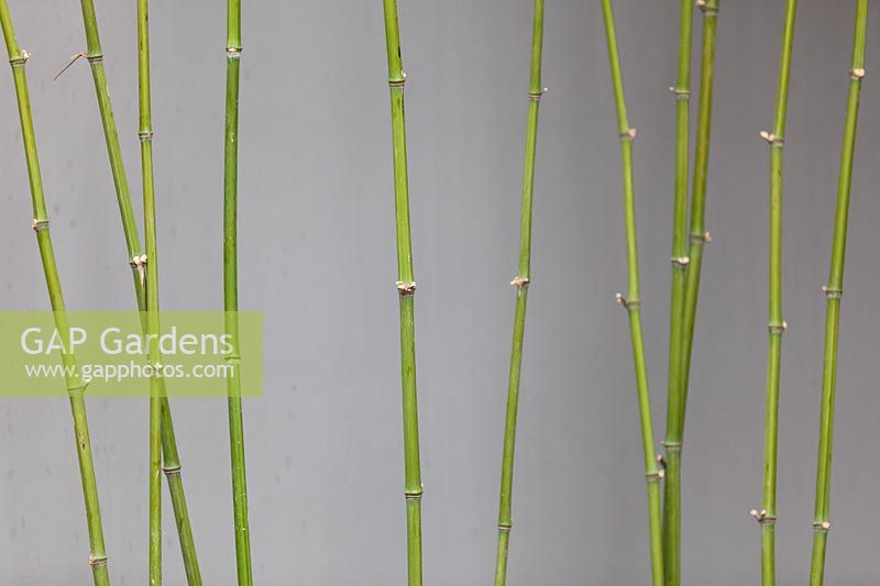 Phyllostachys bissetii, Bisset's Bamboo canes