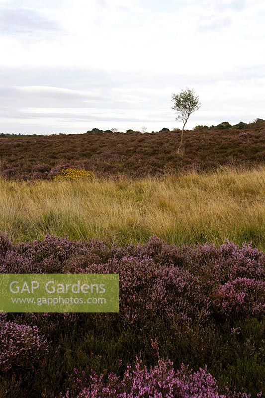 Calluna vulgaris - Heather, Betula pendula - Silver birch, Ulex - Gorse and wild grasses, Dunwich Heath, Suffolk