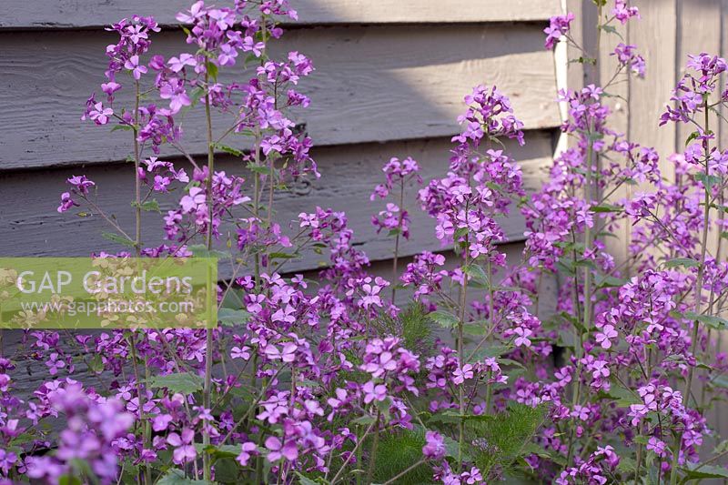 Lunaria annua - Honesty growing in front of shed