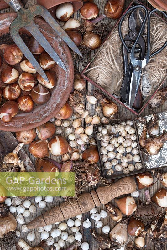 Overview of bulbs and vintage garden tools. 