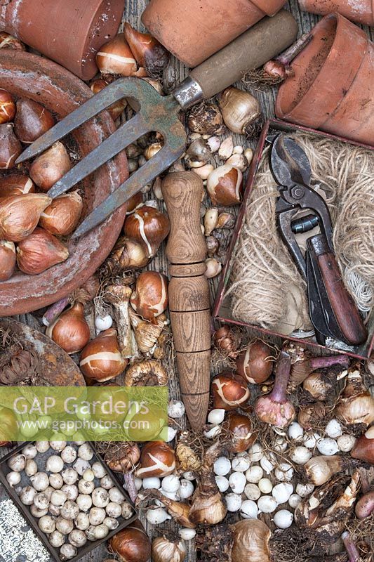 Overview of bulbs and vintage garden tools.