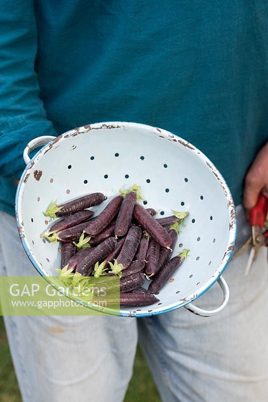 Gardener holding enamel colander of Pisum sativum - Purple Podded pea pods.