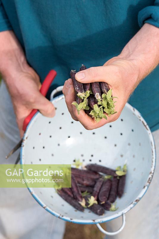 Gardener holding enamel colander of Pisum sativum - Purple Podded pea pods. 