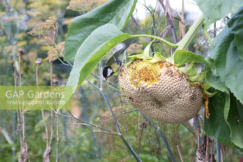 Parus major - Great tits - feeding from Helianthus - Sunflower 'Titan' seedhead.