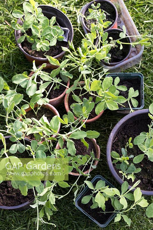 Hardening off Lathyrus odoratus - young sweet pea plants in flower pots before planting out. 
