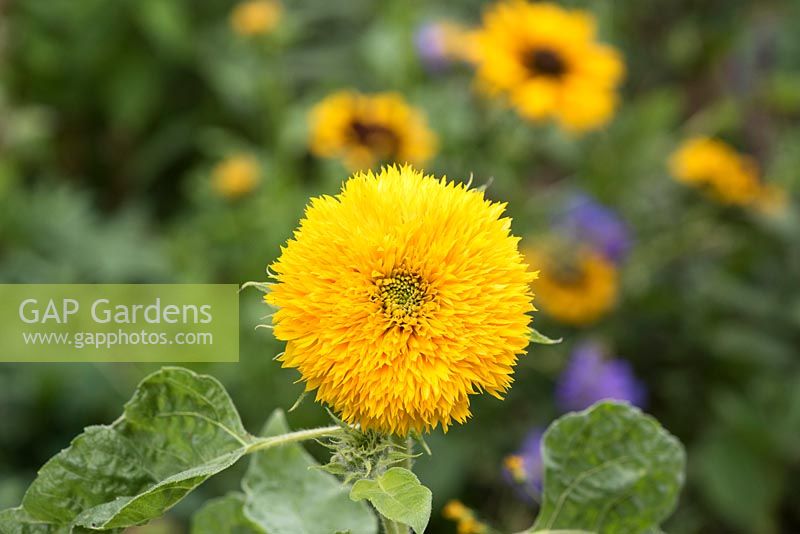 Helianthus annuus 'Teddy bear' - Sunflower 'Teddy Bear'