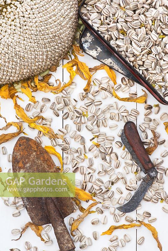 Helianthus annuus 'Titan'- Sunflower 'Titan' seeds with dried petals and vintage tools. 