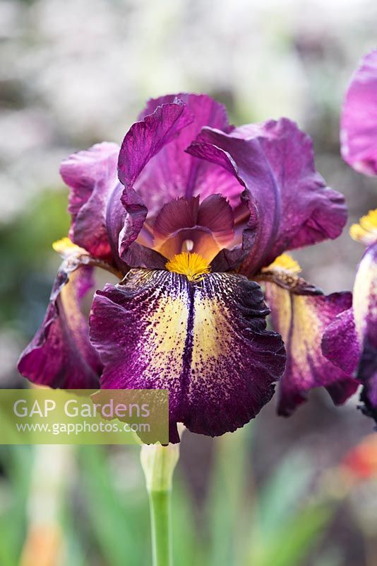Iris germanica 'Attention please' - Tall bearded Iris 