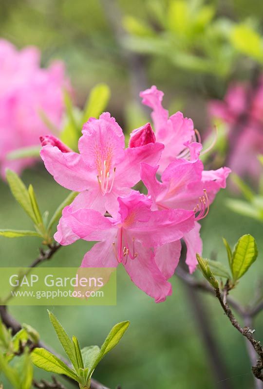 Rhododendron 'Mary Hoffman' - Azalea 'Mary Hoffman'