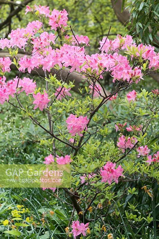 Rhododendron 'Mary Hoffman' - Azalea 'Mary Hoffman'