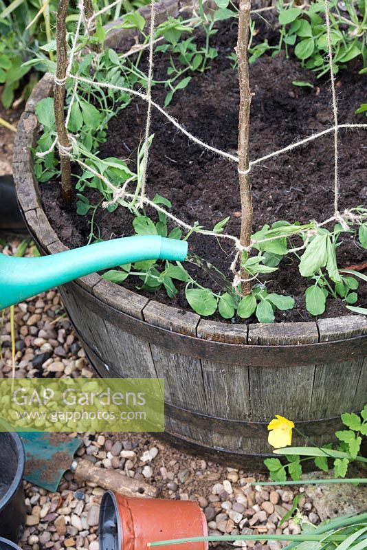 Person watering newly planted Lathyrus odoratus - sweet pea plants - planted out in a wooden barrel with a stick wigwam frame support. 