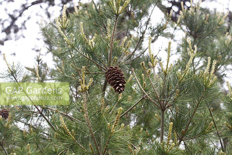 Pinus armandi - Chinese white pine