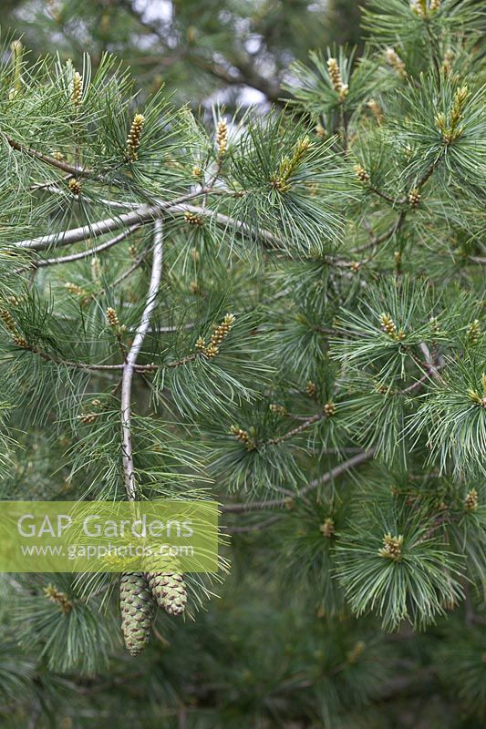 Pinus armandi - Chinese White Pine