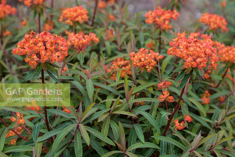 Euphorbia griffithii 'Fireglow' - Spurge 'Fireglow'