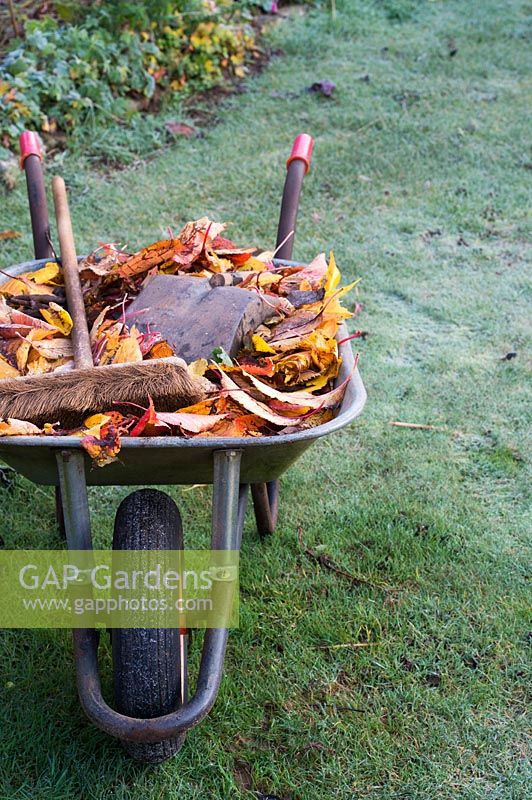 Collecting fallen autumn leaves in a wheelbarrow on a frosty lawn. 