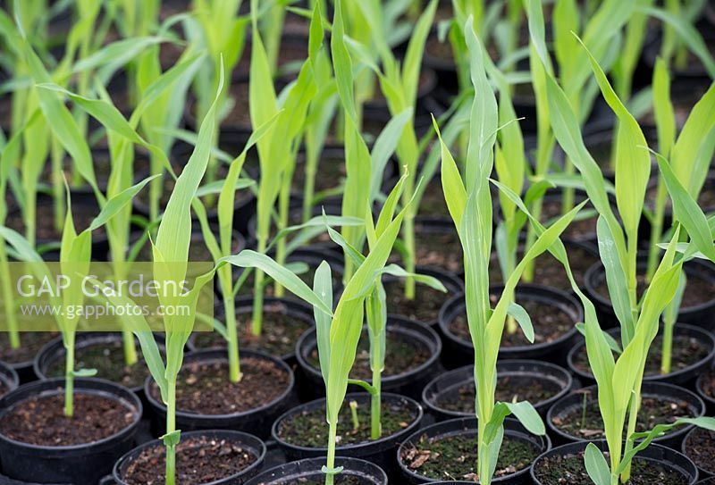 Zea mays - Young Sweet Corn plants in pots. 