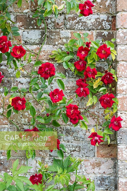 Rosa - Climbing Crimson Conquest Rose against a brick wall.