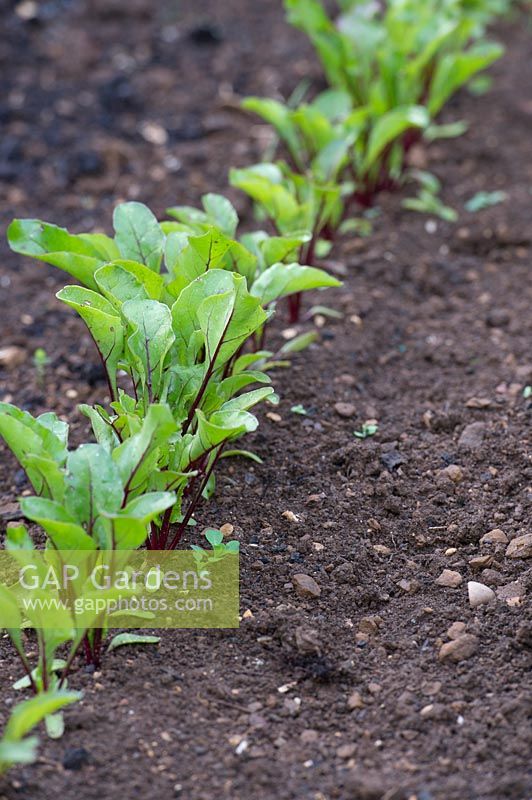 Beta vulgaris - Young beetroot plants in a row planted in a vegetable garden. 