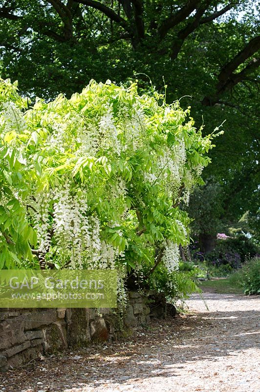 Wisteria floribunda 'Alba' - White Japanese wisteria at RHS Garden Wisley, Surrey, UK.