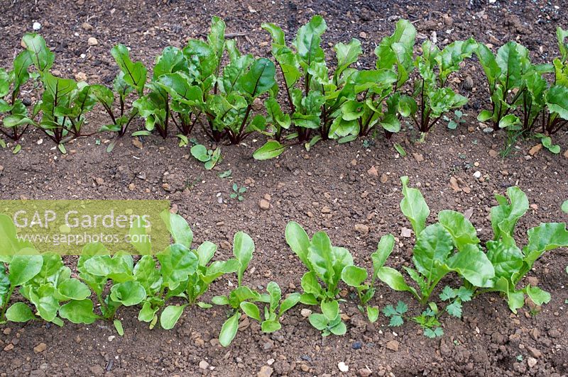 Beta vulgaris - Young beetroot plants in a row planted in a vegetable garden.
