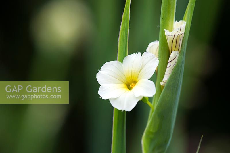 Sisyrinchium striatum 'Aunt May' - Pale Yellow-Eyed Grass 'Aunt May'
