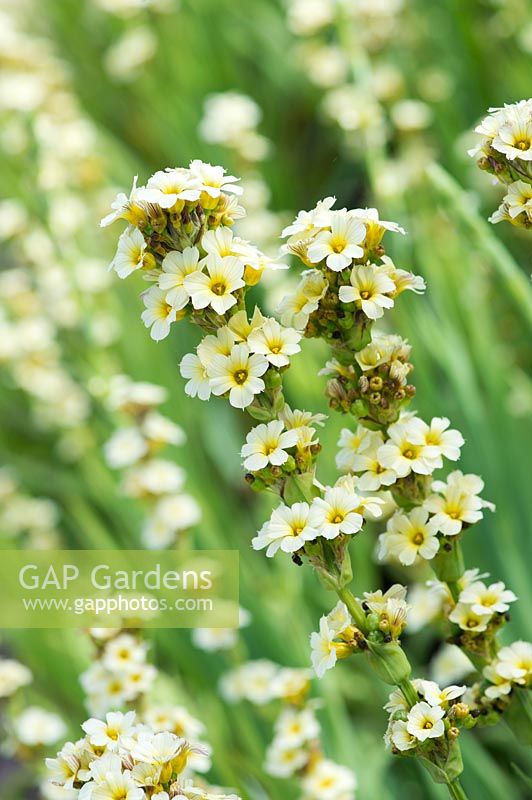 Sisyrinchium striatum 'Aunt May' - Pale Yellow-Eyed Grass 'Aunt May'
