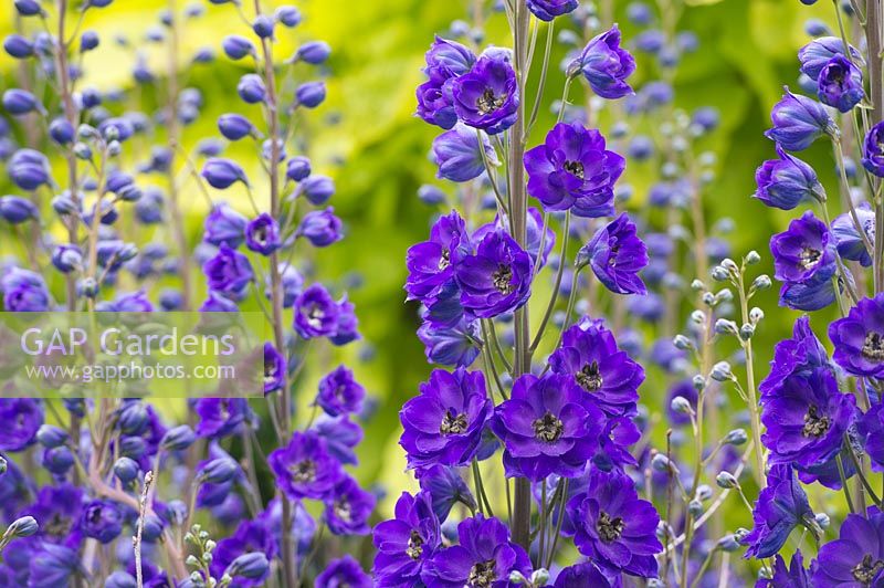 Delphinium 'Purple Velvet' - Larkspur 