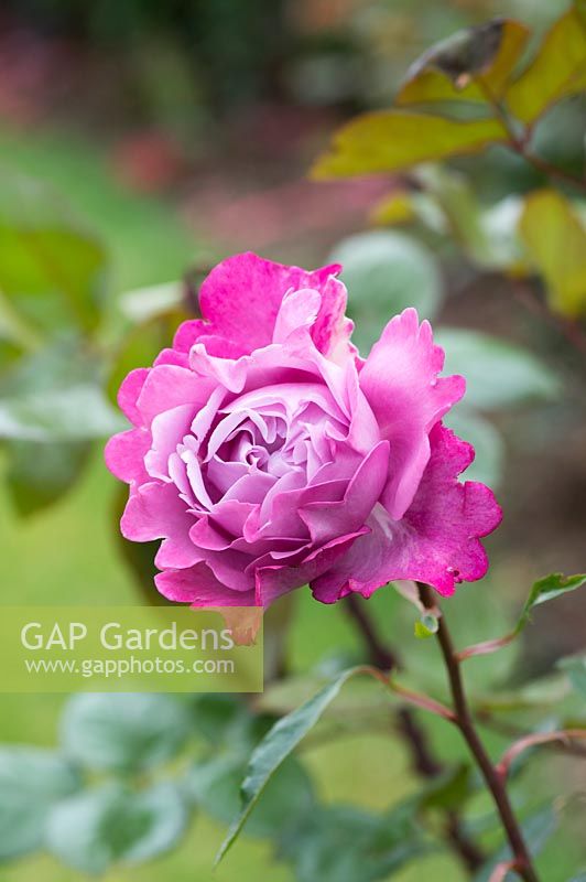 Rosa First great western 'Oracharpam' - Hybrid Tea Rose