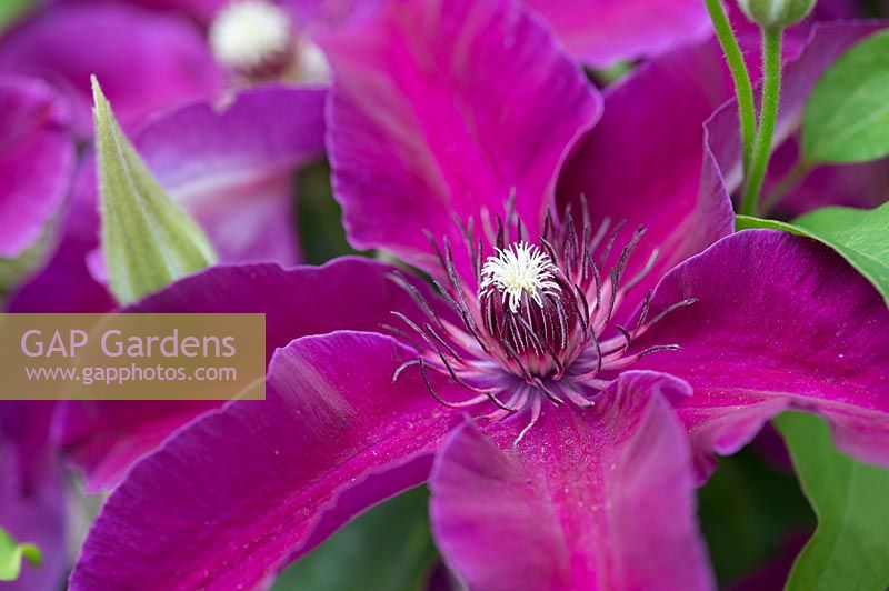 Clematis 'Huvi' - Late Large-flowered Clematis