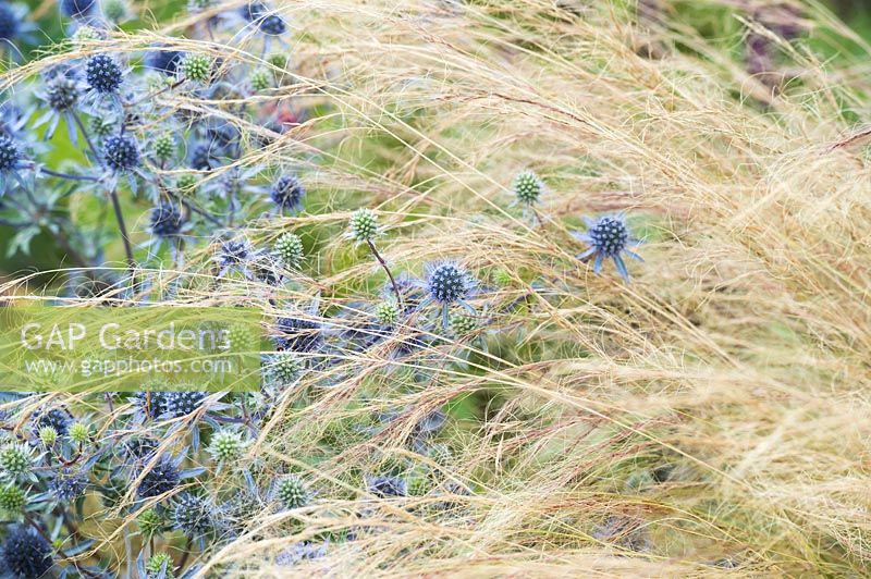 Eryngium x tripartitum - Tripartite Eryngo - Sea Holly and Feather Grass. 