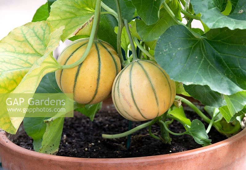 Cucumis melo - Melon Alvaro growing in a pot.  