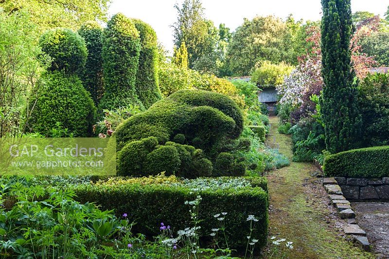 Clipped Yew topiary in the old walled garden. Plaz Metaxu Garden, Devon, UK. 