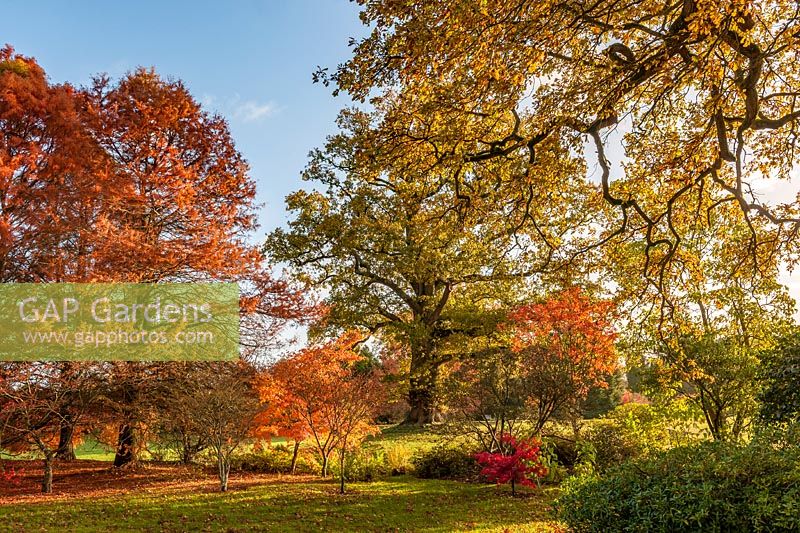 Autumn colour at Borde Hill, West Sussex, UK. 