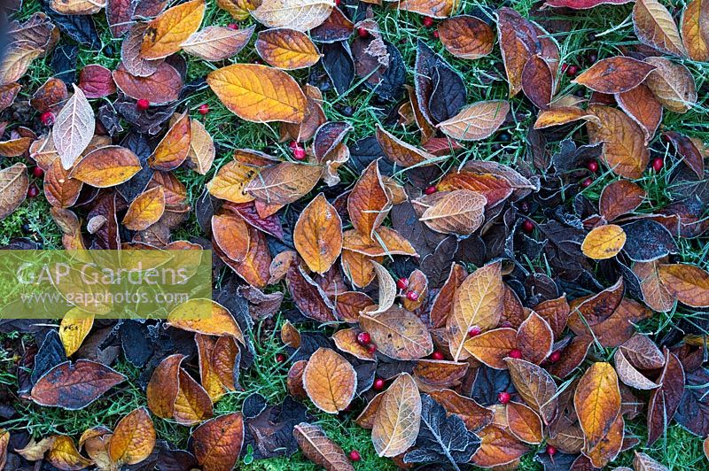 Cotoneaster lacteus - Fallen Late Cotoneaster leaves in autumn on a frosty garden lawn. 