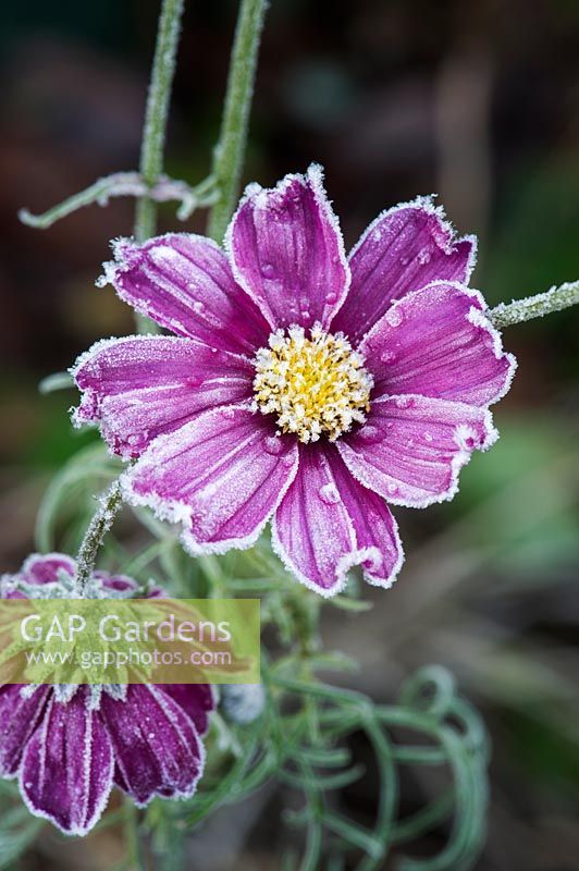 Cosmos bipinnatus covered in frost. 