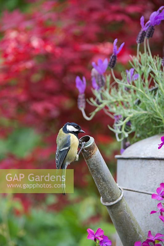 Parus major - Great tit - on watering can sprout.