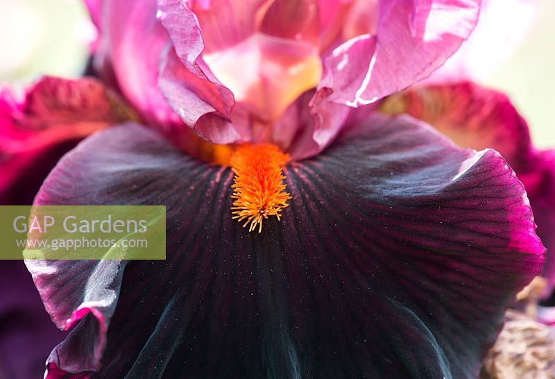 Iris germanica 'Fiery Temper' - Tall Bearded Iris