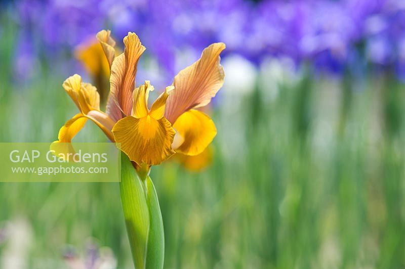 Iris hollandica 'Bronze Beauty' - Dutch Iris